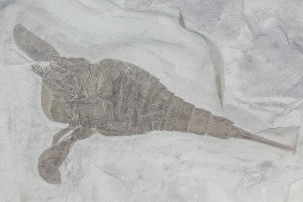 5.5" Eurypterus remipes fossil from Langs Quarry, in Herkimer County, New York